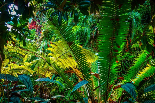 Flora Des Tropischen Dschungels — Stockfoto