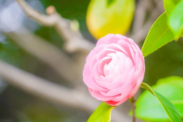 Van Mooie Camellia Bloem Afbeelding — Stockfoto
