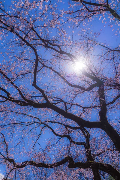 Chorando Cerejeira Céu Azul Ensolarado — Fotografia de Stock