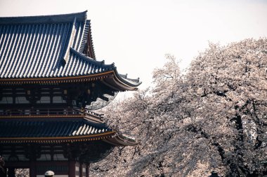 Ikegami Honmonji 'nin çiçek açmış kiraz ağacı.