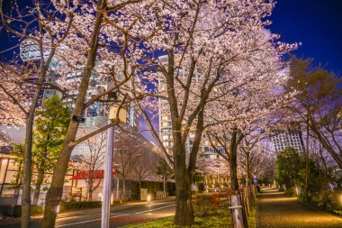 Akasaka, Minato-ku, Tokyo kiraz çiçekleri ve şehir