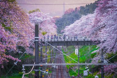 Spring Yamakita İstasyonu (Kanagawa ashigarakami bölgesi)