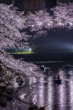 Chidorigafuchi gece kiraz çiçeklerini görmeye gidiyor.