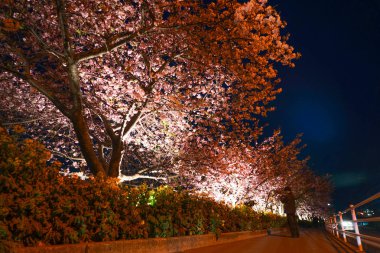 Kawazu kiraz ağacı ve Miurakaigan eğitimi