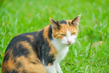 Kaplumbağa kabuğu kedi bozkırda yuvalanmış.