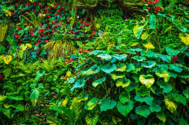 Tropikal ormanın Flora 'sı