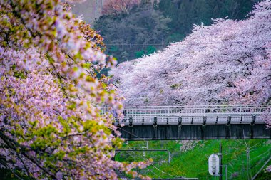 Spring Yamakita İstasyonu (Kanagawa ashigarakami bölgesi)