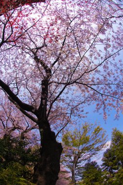 Yokohama Takamichi dağının Sakura görüntüsü