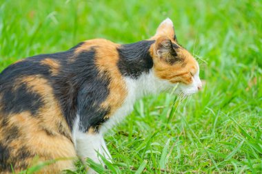 Kaplumbağa kabuğu kedi bozkırda yuvalanmış.