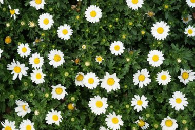 Papatya Papatya Papatyası Margaret