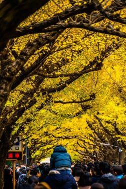 Ginkgo ve Tapınak 'ın dış bahçesindeki ağaçlar.
