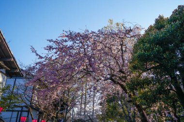Sakura ve şehrin Chofu Jindaiji 'si.