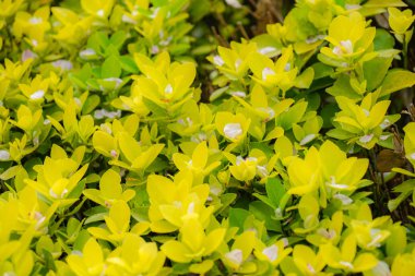 Petals and leaves of the cherry tree