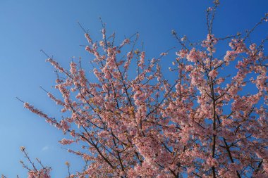 Mavi gökyüzü ve kiraz rengi görüntü