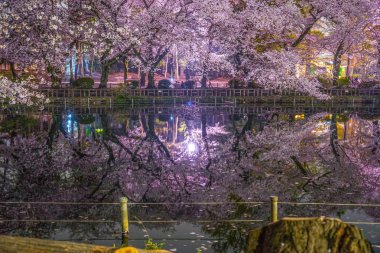 Inokashira Parkının kiraz çiçekleri