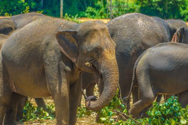 Fil Yetimhanesi (Sri Lanka Pinnawara)