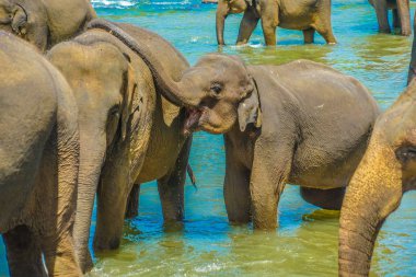 Vahşi fil görüntüsü (Sri Lanka Pinnawara)