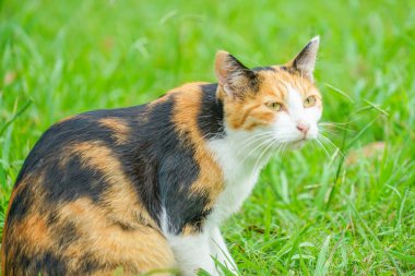 Kaplumbağa kabuğu kedi bozkırda yuvalanmış.