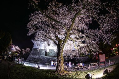 Odawara Kalesi ve kiraz çiçekleri