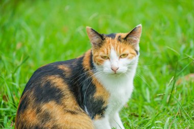 Kaplumbağa kabuğu kedi bozkırda yuvalanmış.
