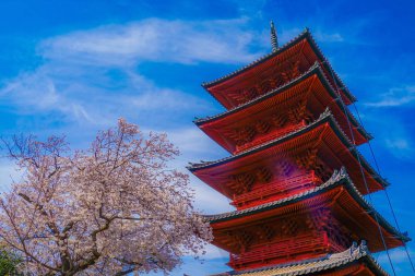 Kiraz ağacı ve beş katlı pagoda çiçekleri.