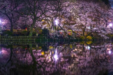 Inokashira Parkının kiraz çiçekleri (Inokashira Park))