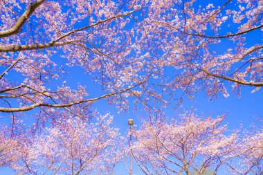 Kiraz ağacı ve güneşli mavi gökyüzü (Chofu Havaalanı)