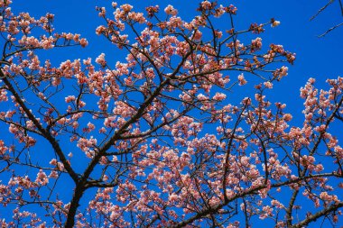 Kawazu kiraz ağacı ve Bulbul.