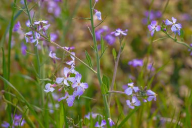Bahar çiçeği bahçesi resmi