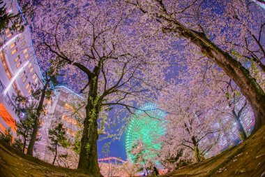 Kiraz çiçekleriyle dolu ve gece görüşünün Minato Mirai 'si