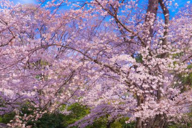 Ikegami Honmonji 'nin çiçek açmış kiraz ağacı.