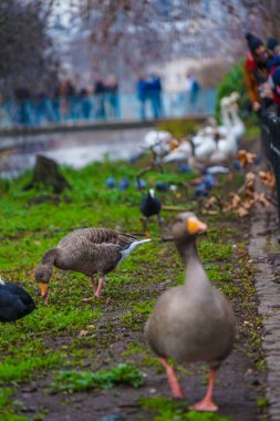 St. James Park 'ın şirin ördeği.