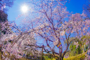 Ağlayan kiraz ağacı ve güneşli mavi gökyüzü