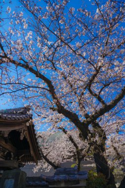 Kiraz gökyüzü ve Yokohama Hiroshifukutera 'nın güzel havası.