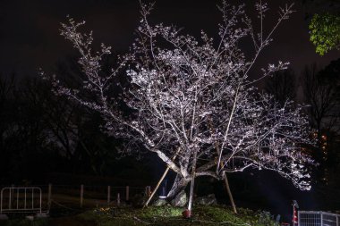 Erken çiçek açan kiraz ağacı suyun yüzeyine yansıyor.