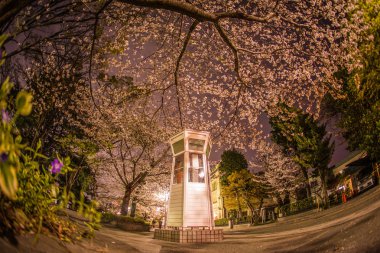 Kiraz çiçekleri ve Yokohama Motomachi telefon kulübesi.