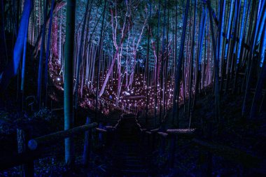 Bambu koruluğunun küçük çaplı aydınlığı (Vatandaşın küçük masa kalesi ormanı))