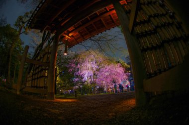 Rikugien 'in çiçek açmış kiraz ağacı.