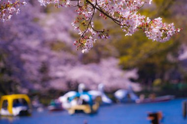 Kiraz ağacı ve ördek teknesi (Inokashira Parkı)