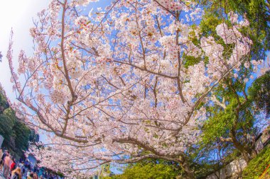 Kamakura 'nın Yüce Buda' sının Sakura 'sı.