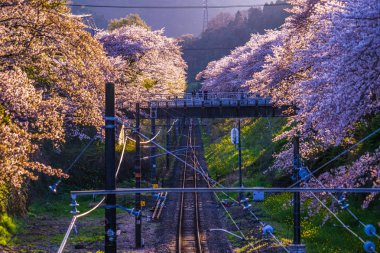 Spring Yamakita İstasyonu (Kanagawa ashigarakami bölgesi)