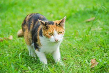 Kaplumbağa kabuğu kedi bozkırda yuvalanmış.
