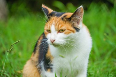 Kaplumbağa kabuğu kedi bozkırda yuvalanmış.