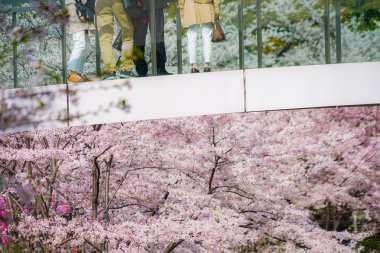 Kiraz köprüsüne sarılmış insanlar