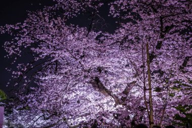 Chidorigafuchi gece kiraz çiçeklerini görmeye gidiyor.