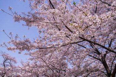 Kiraz ağacı ve Roppongi Tepeleri 'nin tüm çiçekleri