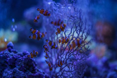 Şirin Kurekumanomi görüntüsü