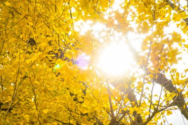 Ginkgo Tapınağı Dış bahçe ginkgo sırası ağaçlar