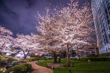 Gece kiraz çiçeklerini görmeye gitmenin Mohri Bahçesi (Roppongi)