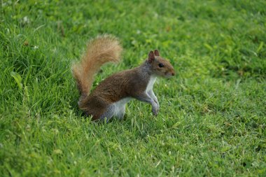 Otlakta duran sincap görüntüsü